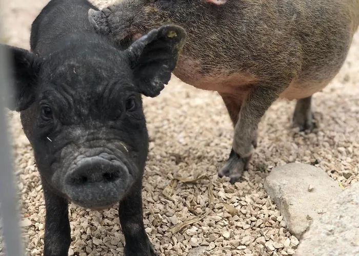 Casa Da Milheira - Bed & Breakfast 3*